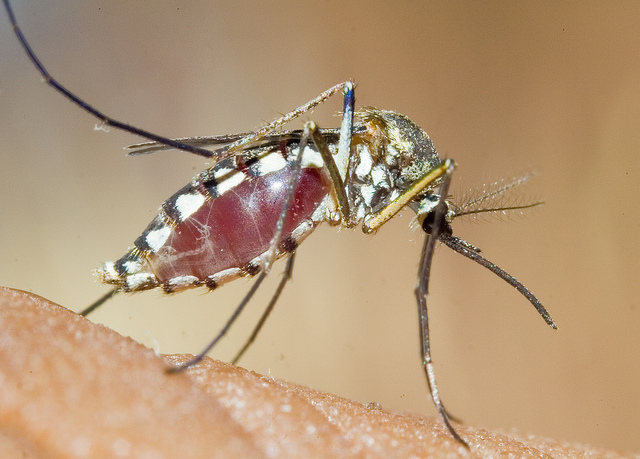Fighting Malaria with Genetically Modified Mosquitoes - The Borgen