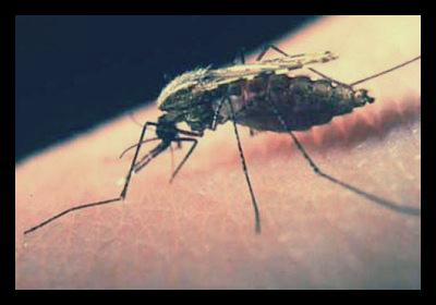 mosquito_malaria