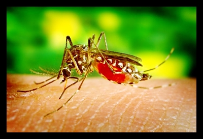 A Bacteria Makes Mosquitoes Resistant to Malaria