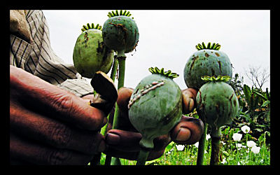 Myanmar Creates New Opium Elimination Program - The Borgen Project