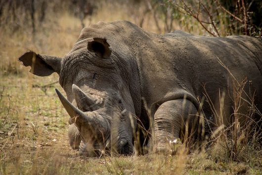 reducing poverty eliminates poaching