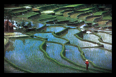 rice_farms_climate_change