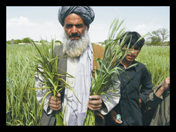 Agricultural Innovation for Pakistani Farmers
