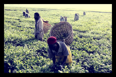 The Bank of Agriculture Boosts Small Scale Farmers