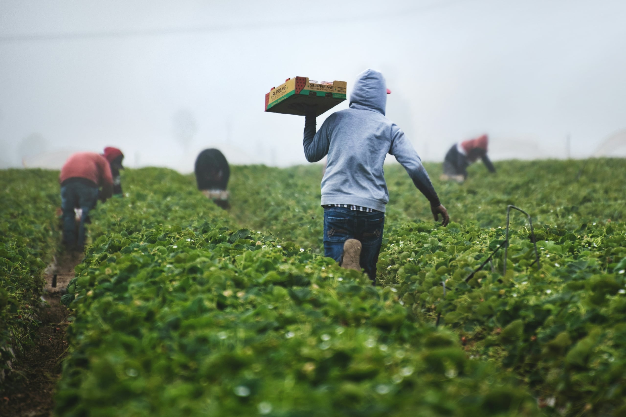Man carrying a cardboard box in a field, representing small-scale farmers in Namibia.
