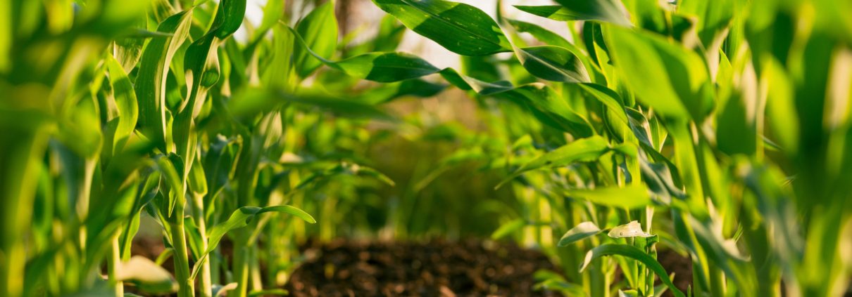 Biofortified beans in Rwanda
