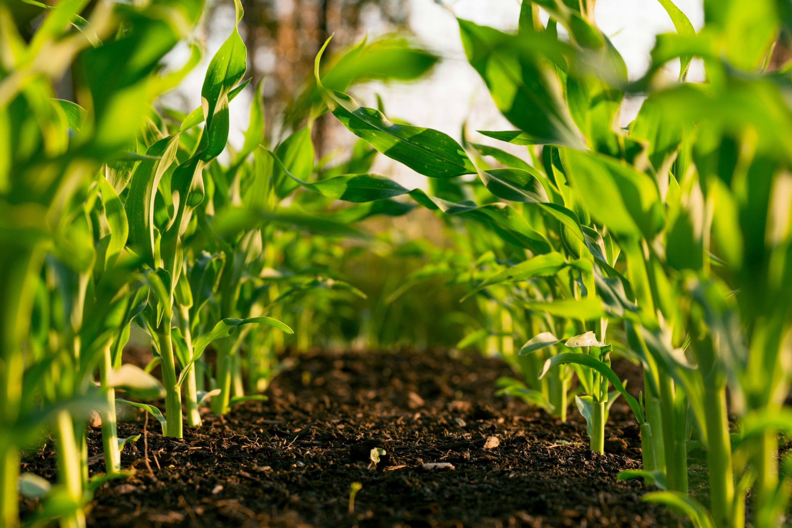 Close-up of green plant sprouting from dry, cracked soil. Climate Insurance in Zambia.