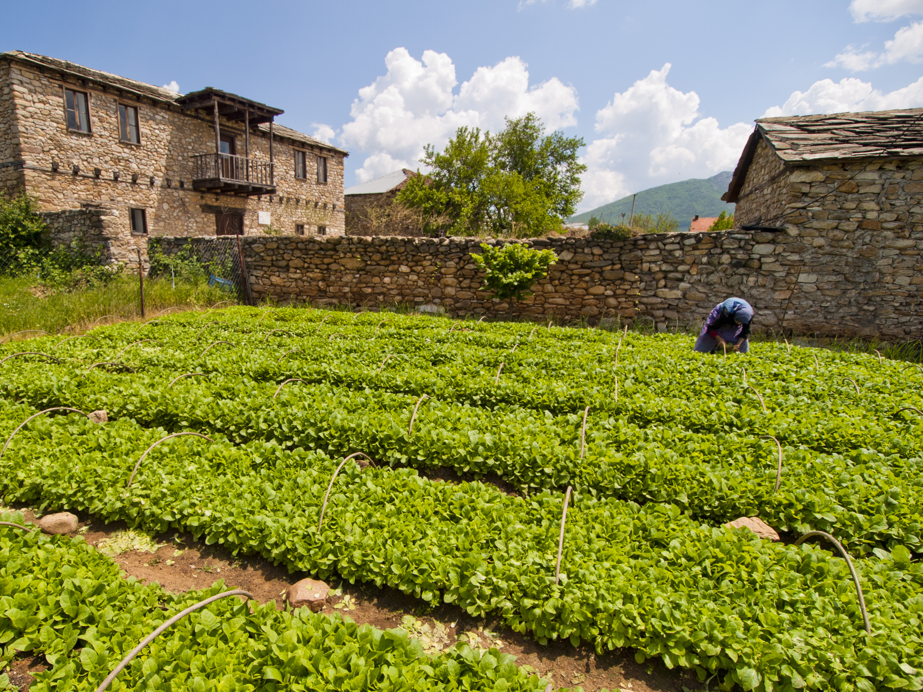 sustainable agriculture in Macedonia