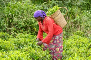 sustainable farming in Nigeria