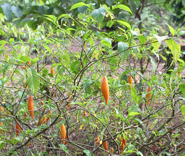 sustainable agriculture in Equatorial Guinea