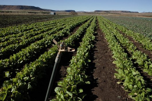 sustainable agriculture in Lesotho