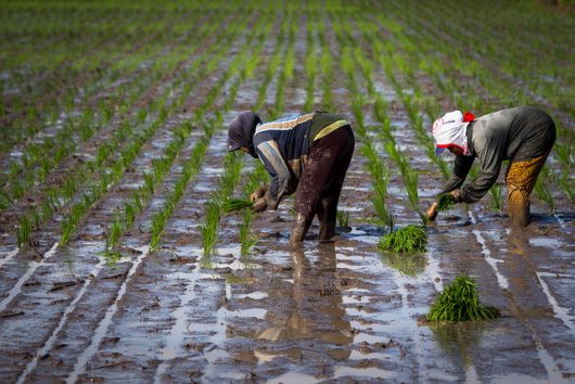 Projects Aim To Build Sustainable Agriculture In Indonesia