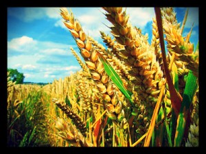three-nations-create-climate-resilient-crops